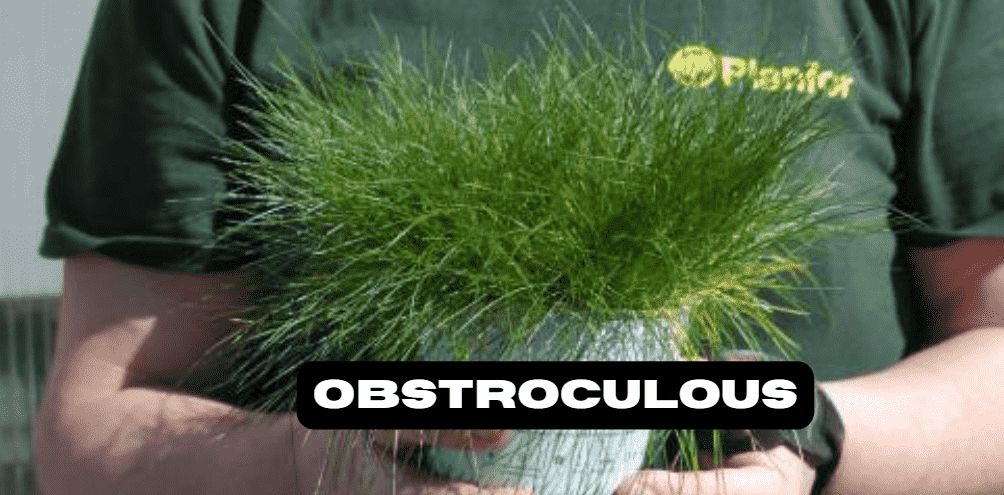 Can Obstroculous Behavior Be Changed Or Improved?